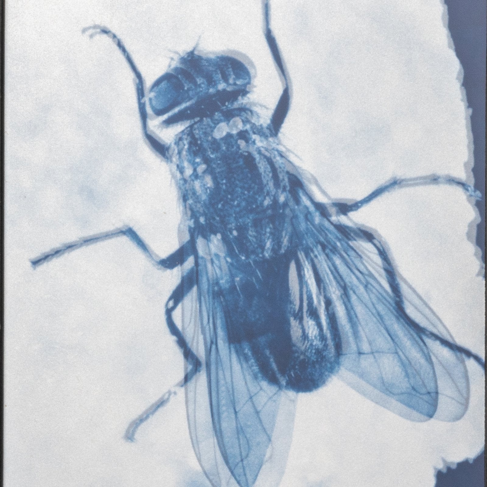 Stereo Fly Test